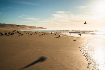 Beautiful sunset on the beach and flock of seagulls