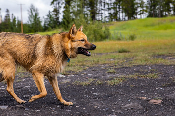 Naklejka premium close up of dog profile similar to the wolf dog with fast pace walking to the right. on a dirt road in the mountains of British Columbia