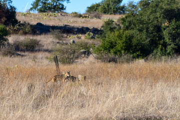 Coyote in a field hunting prey