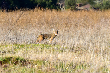 Coyote in a field hunting prey