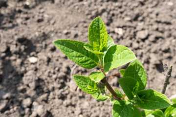 Green leaves of tropical plants. Gorgeous juicy greens. Green life