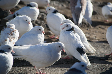 Photo of black and white pigeons