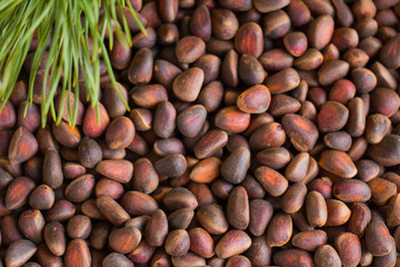 Pine pine nuts