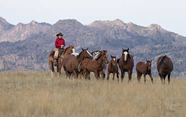 Fototapeta na wymiar Cowgirl Herding Horses
