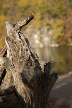 Wooden snag on the background of the lake in autumn Parz Lich Armenia