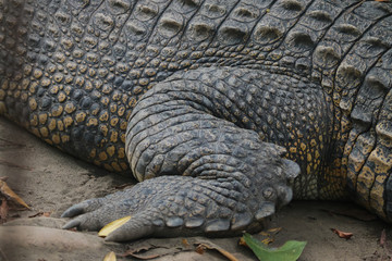 Obraz premium Saltwater crocodile (Crocodylus porosus) or Saltwater crocodile or Indo Australian crocodile or Man-eater crocodile. sunbathing at the swamp.