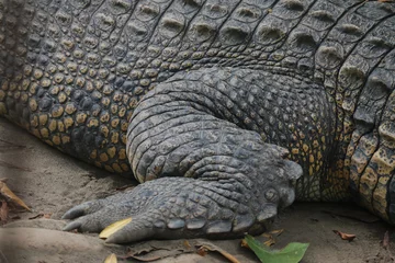 Poster Saltwater crocodile (Crocodylus porosus) or Saltwater crocodile or Indo Australian crocodile or Man-eater crocodile. sunbathing at the swamp. © Reezky