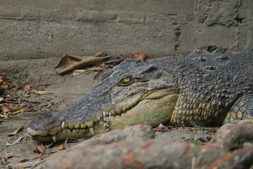 Obraz premium Saltwater crocodile (Crocodylus porosus) or Saltwater crocodile or Indo Australian crocodile or Man-eater crocodile. sunbathing at the swamp.