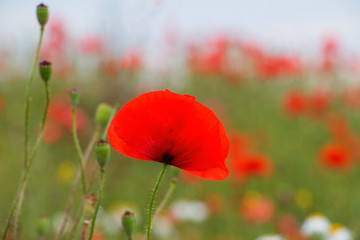 flowering poppies on the field