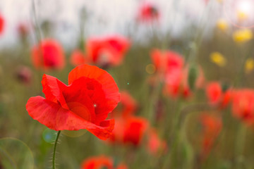 flowering poppies on the field