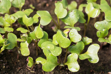 radish sprouts in the greenhouse