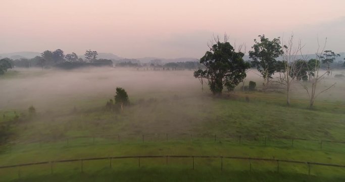 Farming land misty morning with cows and cattle, Byron Bay Australia