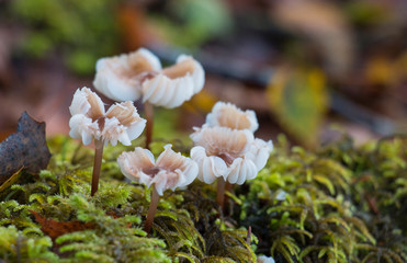 Fototapeta premium poisonous fungus mushroom