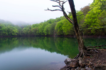 十二湖／鶏頭場の池／青森県深浦町
