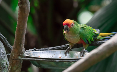 Red-masked parakeet also known as Red-crowned amazon and Cherry Head Conure