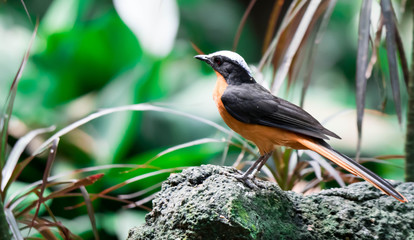 Chorister Robin-chat standing on rock with forest background