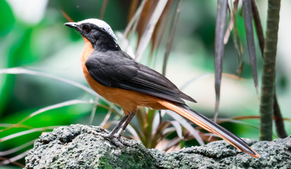 Chorister Robin-chat standing on rock with forest background
