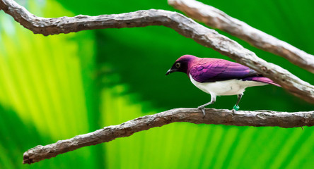 Violet-backed Starling Cinnyricinclus leucogaster, also known as Amethyst or Plum-coloured Starling