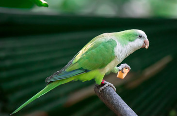 A monk parakeet (Myiopsitta monachus), also known as the Quaker parrot sitting on a branch