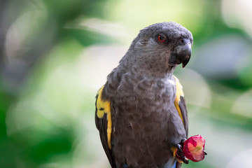 Obraz premium Rueppell's parrot (Poicephalus rueppellii) is endemic in southwestern Africa from central Namibia to southwest Angola.