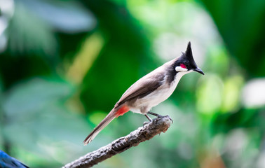 Red-whiskered Bulbul bird is a passerine bird found in Asia