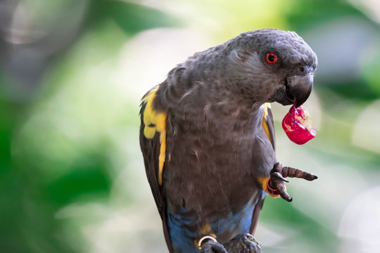 Rueppell's parrot (Poicephalus rueppellii) is endemic in southwestern Africa from central Namibia to southwest Angola.