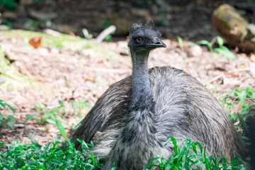 Emu bird Dromaius novaehollandiae. Close up shot of EMU bird