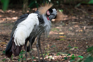 Grey crowned crane, also known as the African crowned crane, golden crested crane, golden crowned crane, East African crane, East African crowned crane, Eastern crowned crane, South African crane
