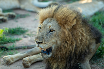 Large dominant male lion in the lowveld region of the Greater Kruger park.