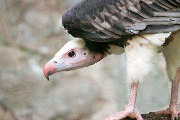 Portrait of a white-headed vulture [Trigonoceps occipitalis]