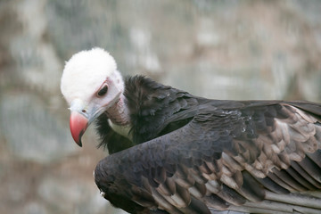 Portrait of a white-headed vulture [Trigonoceps occipitalis]