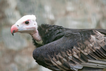 Portrait of a white-headed vulture [Trigonoceps occipitalis]