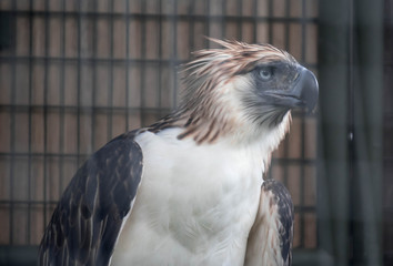 The Philippine eagle (Pithecophaga jefferyi) is one of the most endangered bird species in the world. It is believed that less than 500 pairs survive in the wild.
