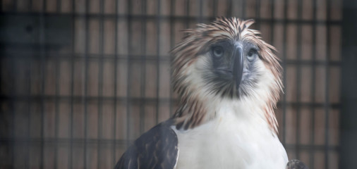 The Philippine eagle (Pithecophaga jefferyi) is one of the most endangered bird species in the world. It is believed that less than 500 pairs survive in the wild.
