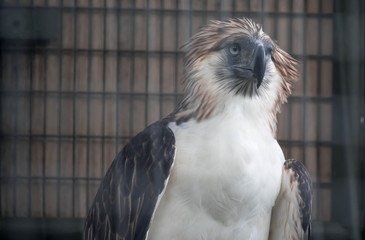 The Philippine eagle (Pithecophaga jefferyi) is one of the most endangered bird species in the world. It is believed that less than 500 pairs survive in the wild.