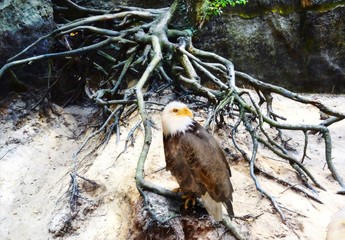 Bald eagle sitting on a tree root