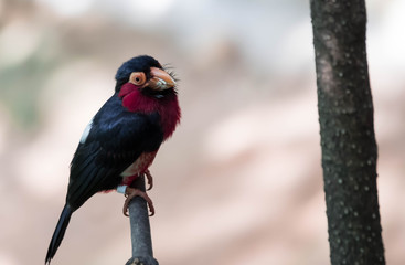 Bearded Barbet (Pogonornis dubius) perched in a tree. Bird species with very odd shaped bill.