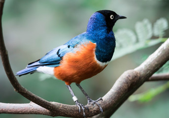 Superb Starling Bird Lamprotornis Superbus Sitting on Branch