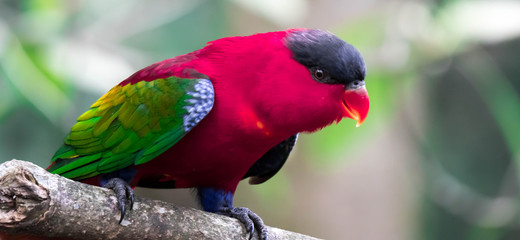 Lory or Black-capped Lory head(Lorius lory)