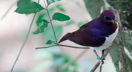 Violet-backed Starling Cinnyricinclus leucogaster, also known as Amethyst or Plum-coloured Starling