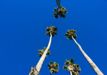 Palm Trees looking up to the sky