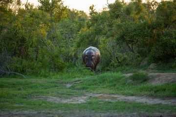 Large male hippo returning to the water after a night of foraging in the bush.