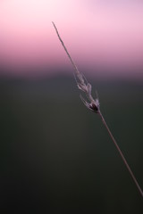 Fototapeta premium Spikelet at sunrise in a foggy haze