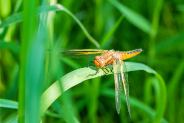 eine braune Libelle auf einem Blatt