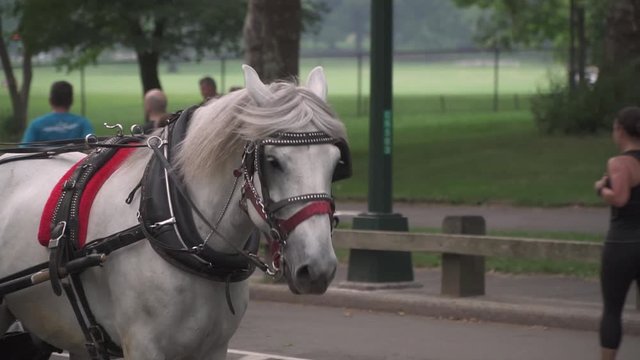 This was taken at a higher frame rate and has been converted to a slow motion video clip. White horse walking around Central Park in New York City.