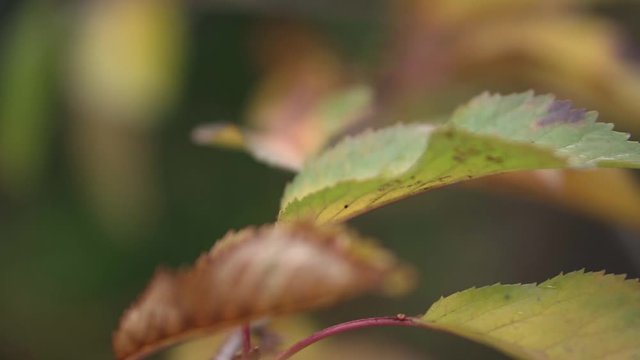 This was taken at a higher frame rate and has been converted to a slow motion video clip. Slow motion of leaves blowing in the wind.
