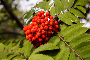 Red mountain ash harvest