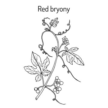 Red or white bryony Bryonia dioica