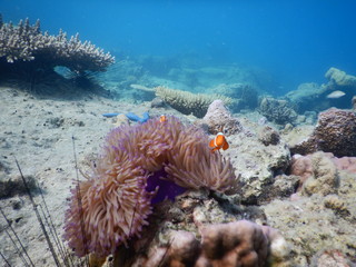 Starfish And clownfish on Coral Reefs Under Water