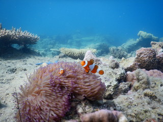 tropical fish in the sea
